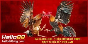 Đá gà Hello88